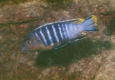 Maylandia nigrodorsalis 'Meponda'